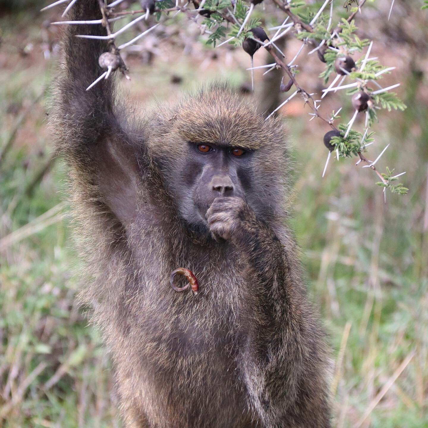 baboon.jpeg