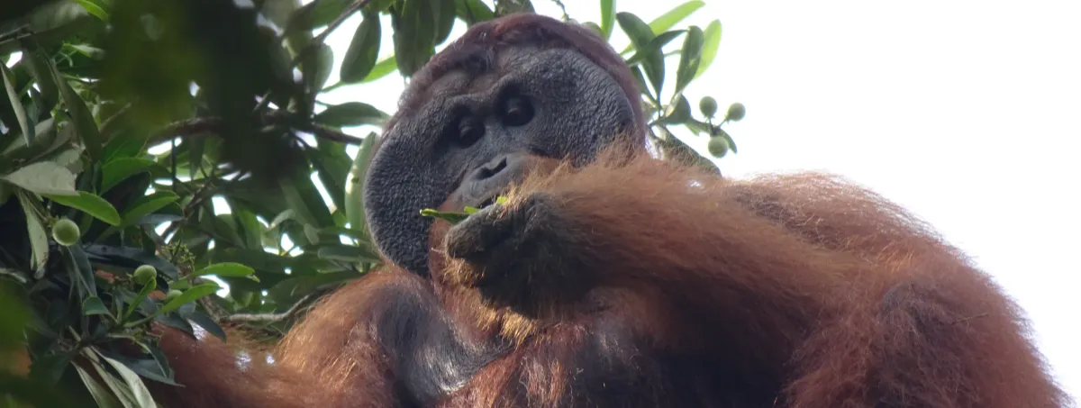 Orangutan eating
