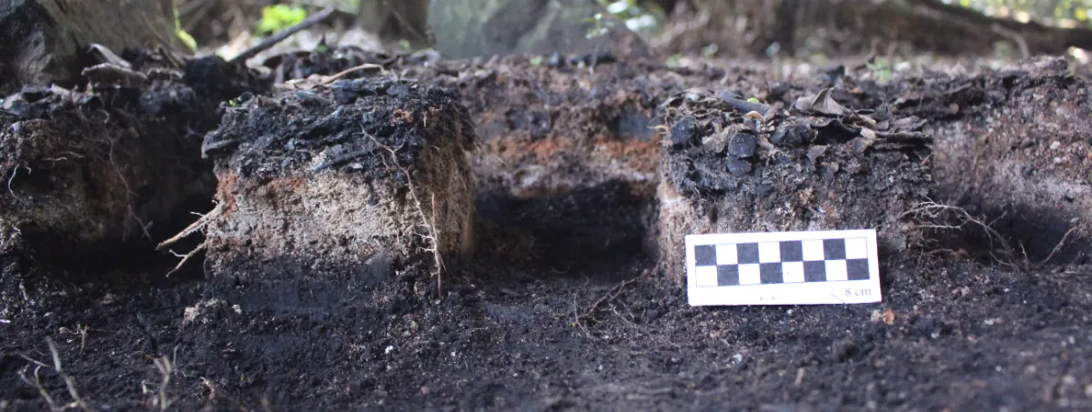 Example of micromorphology blocks from an Ogiek fire feature