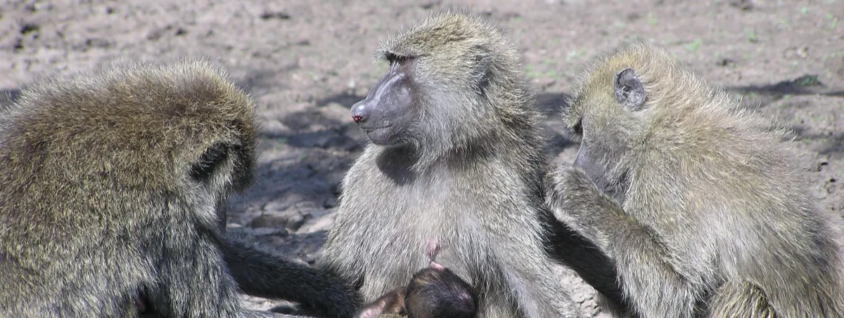 Female monkeys grooming each other