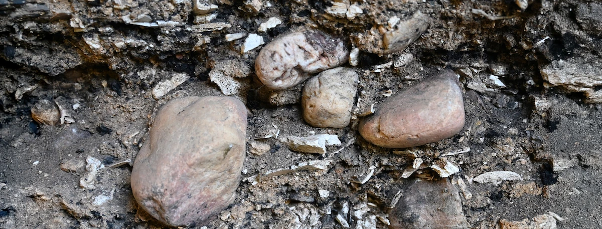 Rocks/Fossils