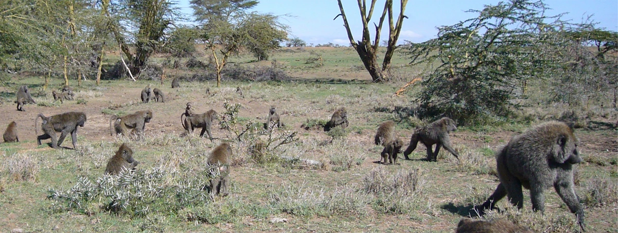 baboons