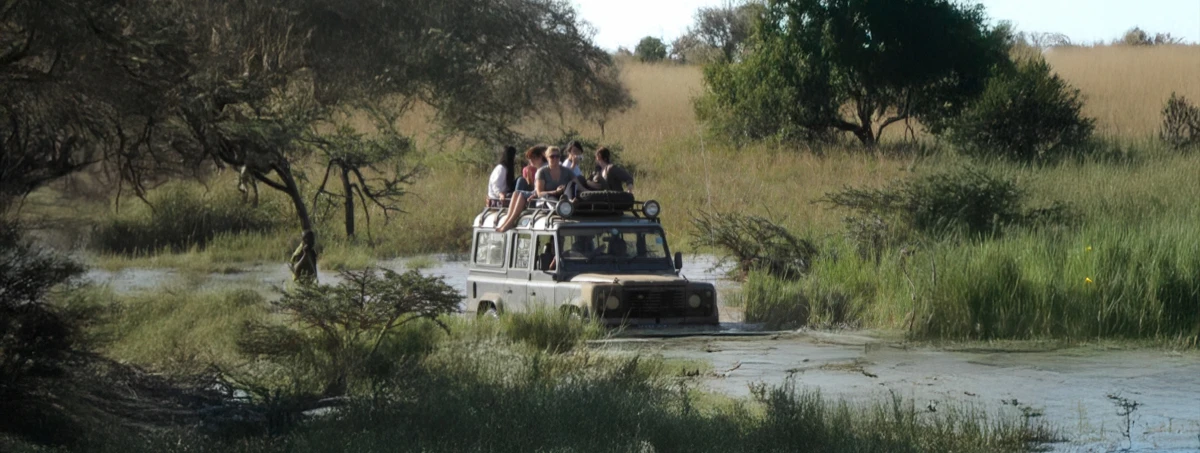 Rover on Safari