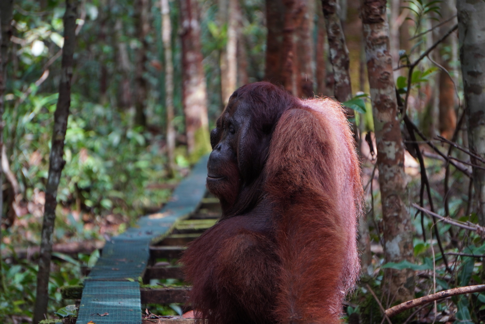 orangutan_eva_gismo.jpeg